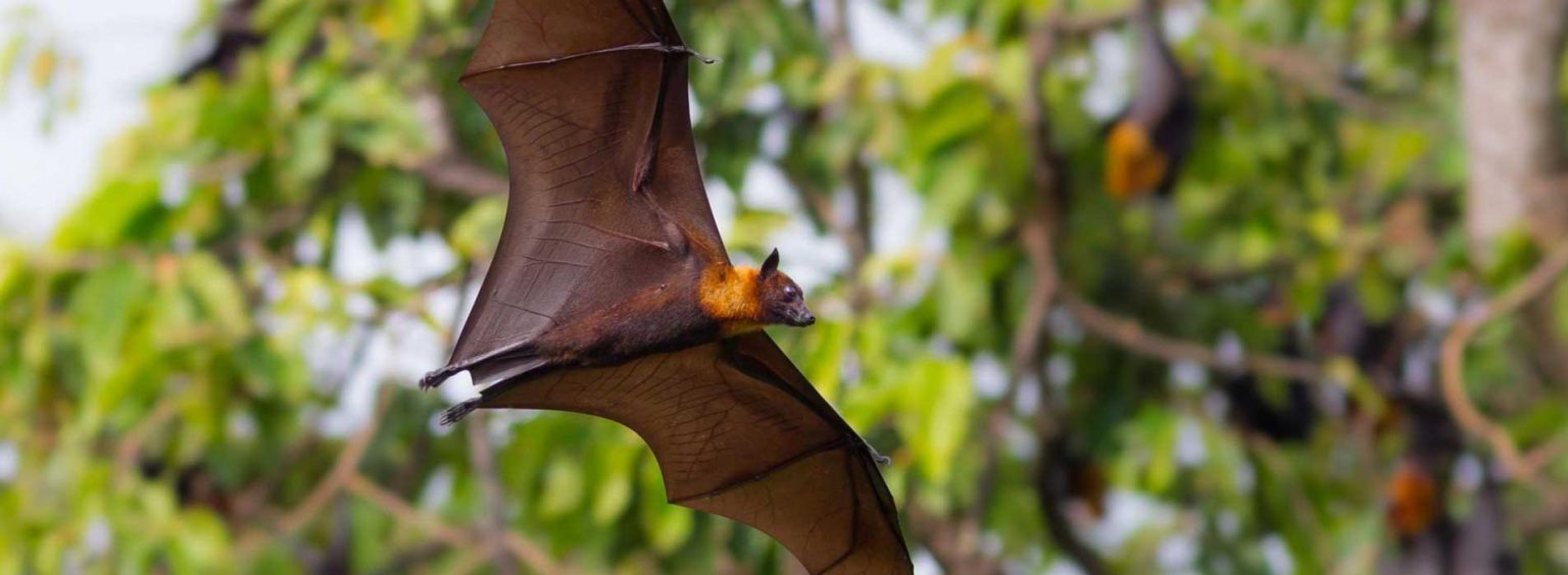 Peachland Sunset Bat Tour | Okanagan Specialty Tours